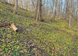 Winterlinge Die Gelbe Pracht In Jena 000010